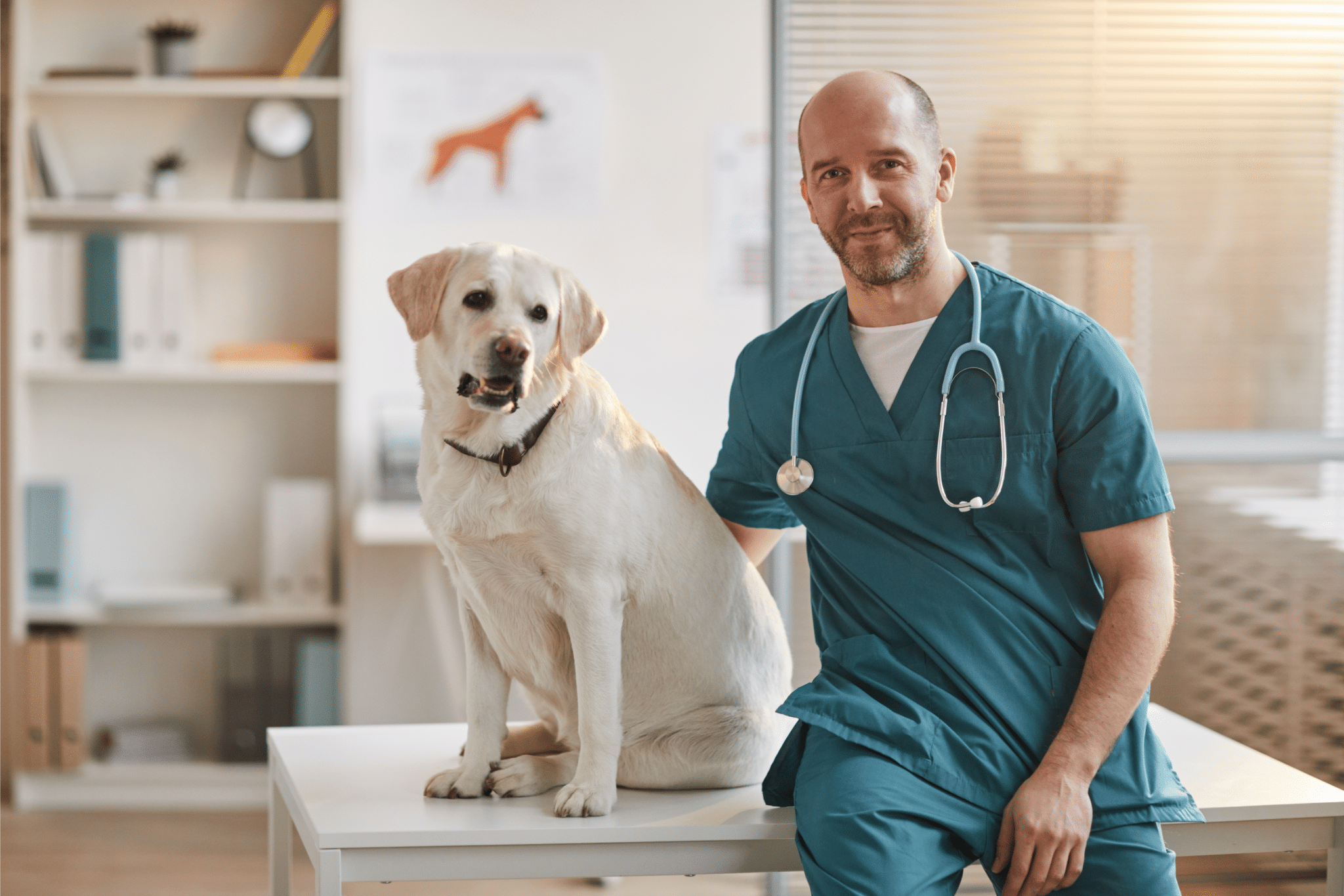Vétérinaire libéral : optimiser votre activité SELARL et holding