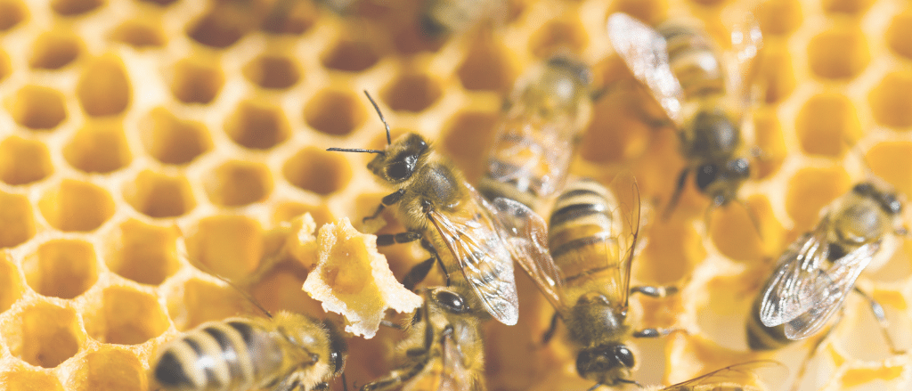 Baris Stratégie contribue à la protection des abeilles