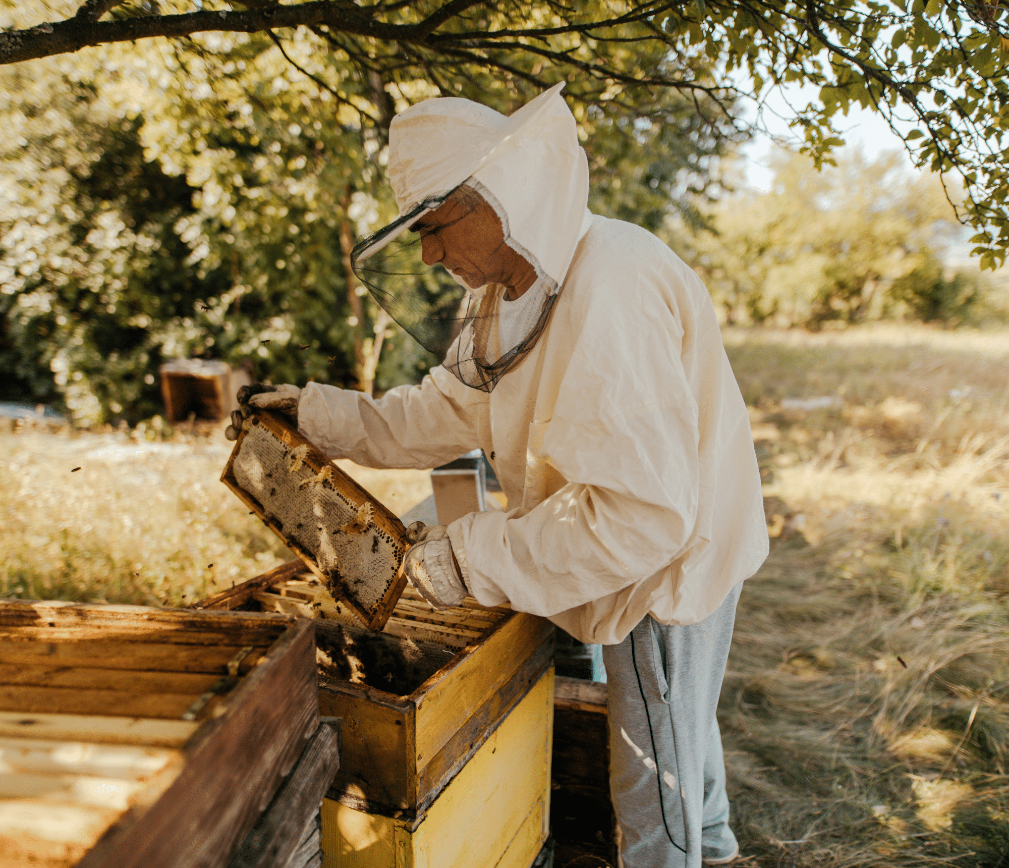 Baris Stratégie contribue à la protection des abeilles